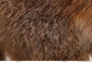 Photo Textures of Animal Skin 